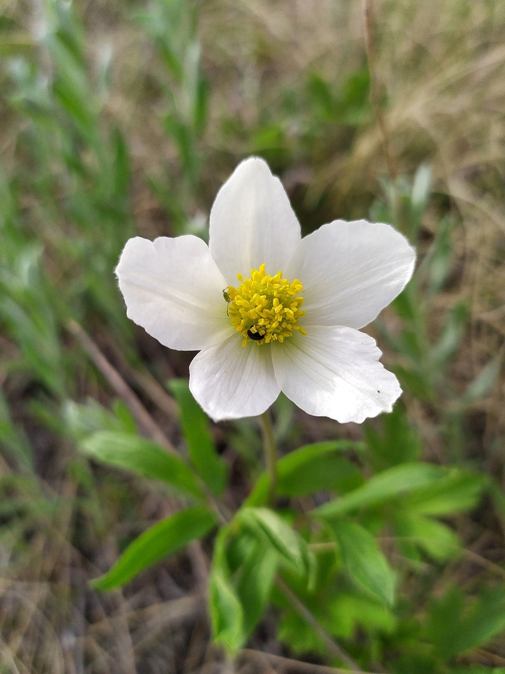 Изображение особи Anemone sylvestris.