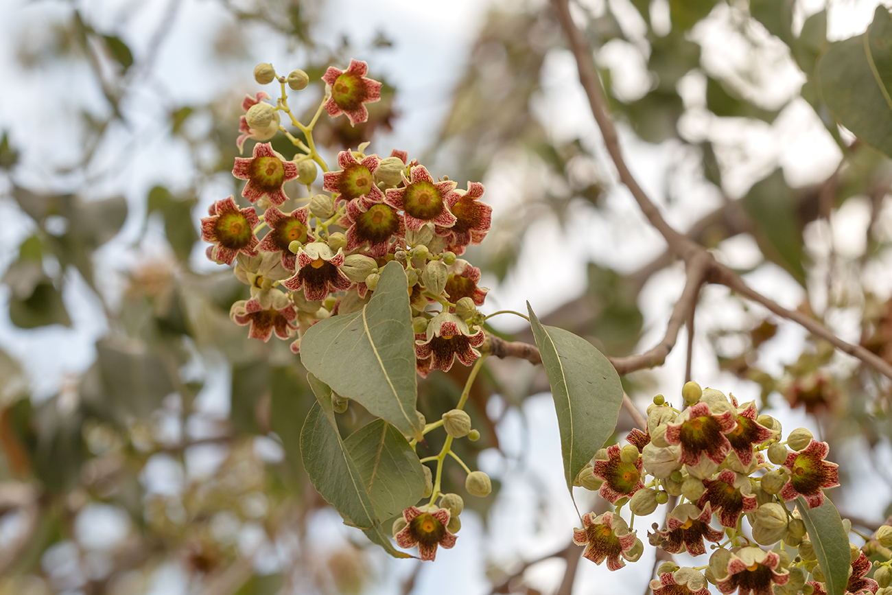 Изображение особи Brachychiton populneus.