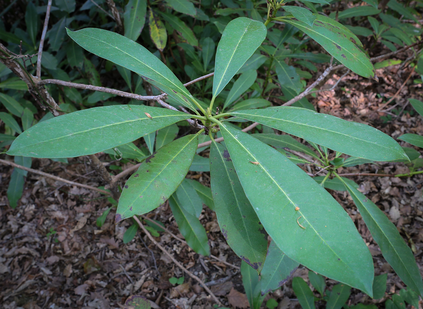 Image of Rhododendron ponticum specimen.