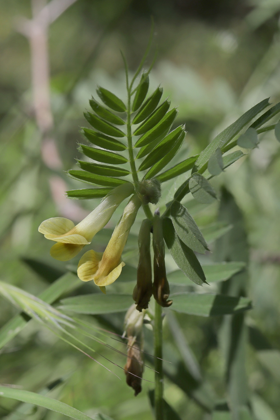 Image of Vicia ciliatula specimen.