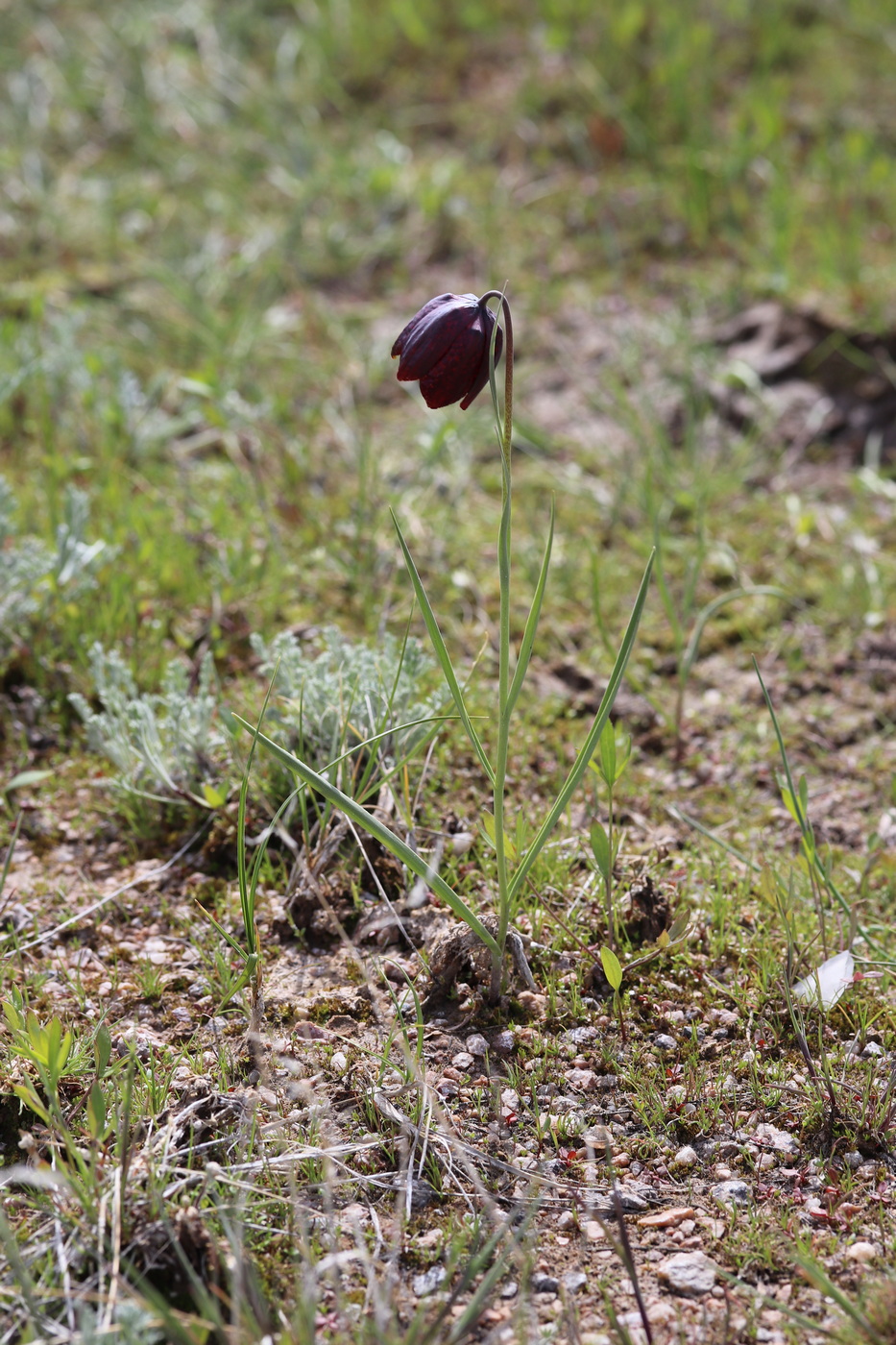 Изображение особи Fritillaria meleagroides.