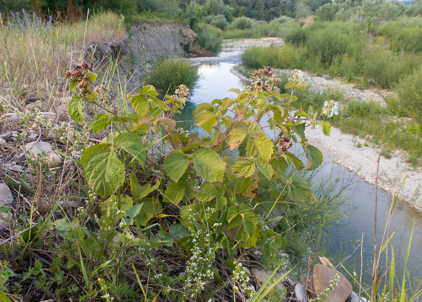 Image of Rubus caesius specimen.