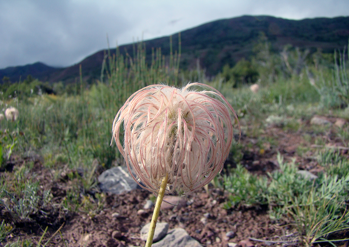 Image of Pulsatilla kostyczewii specimen.