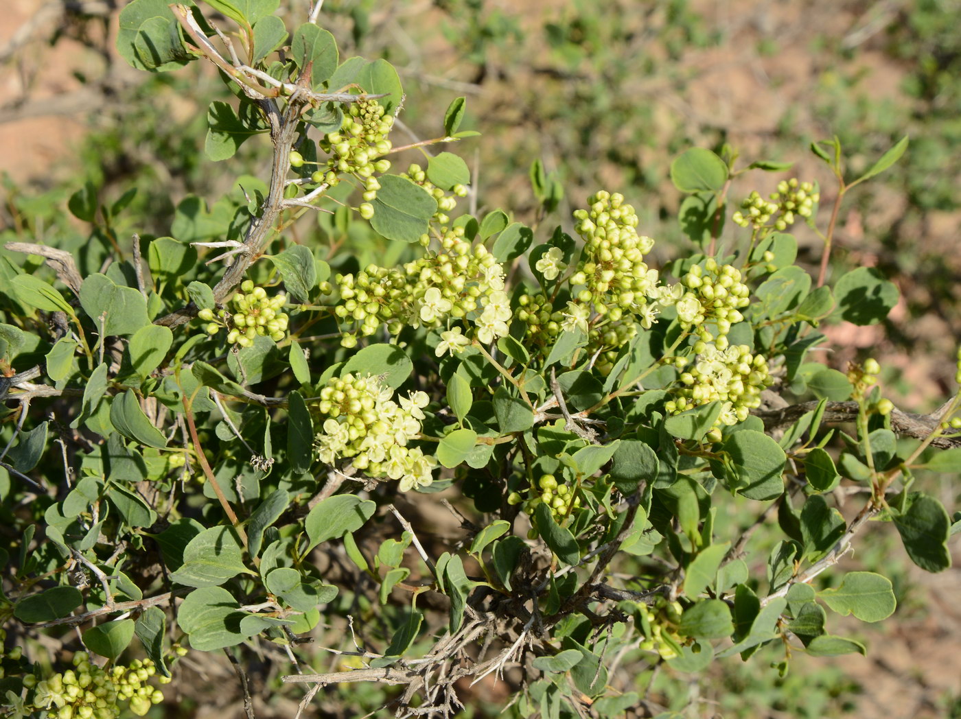 Image of Atraphaxis pyrifolia specimen.