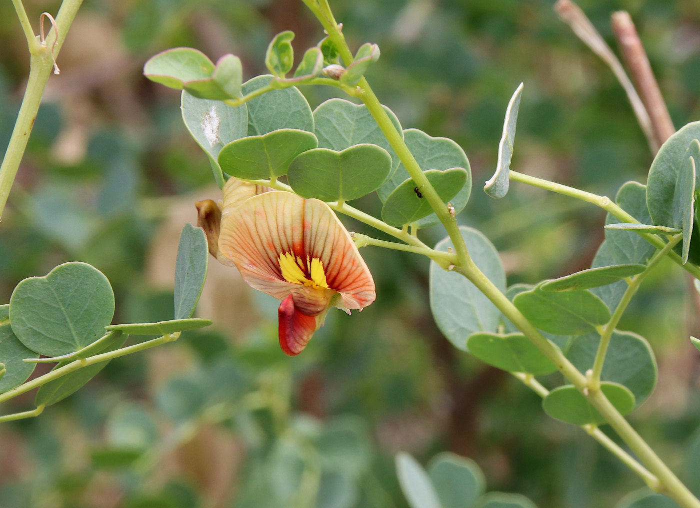 Изображение особи Colutea orientalis.