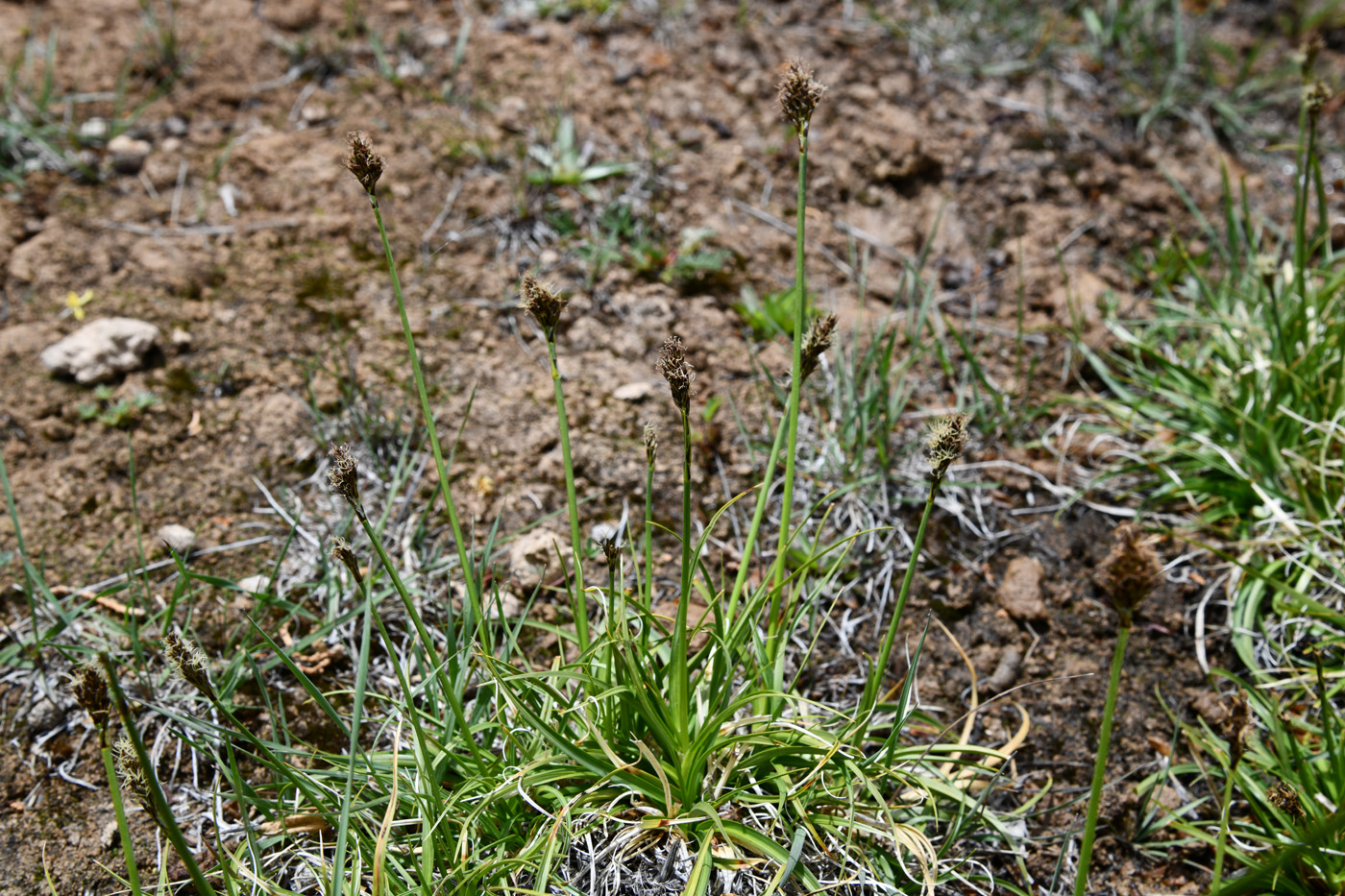 Изображение особи Kobresia stenocarpa.