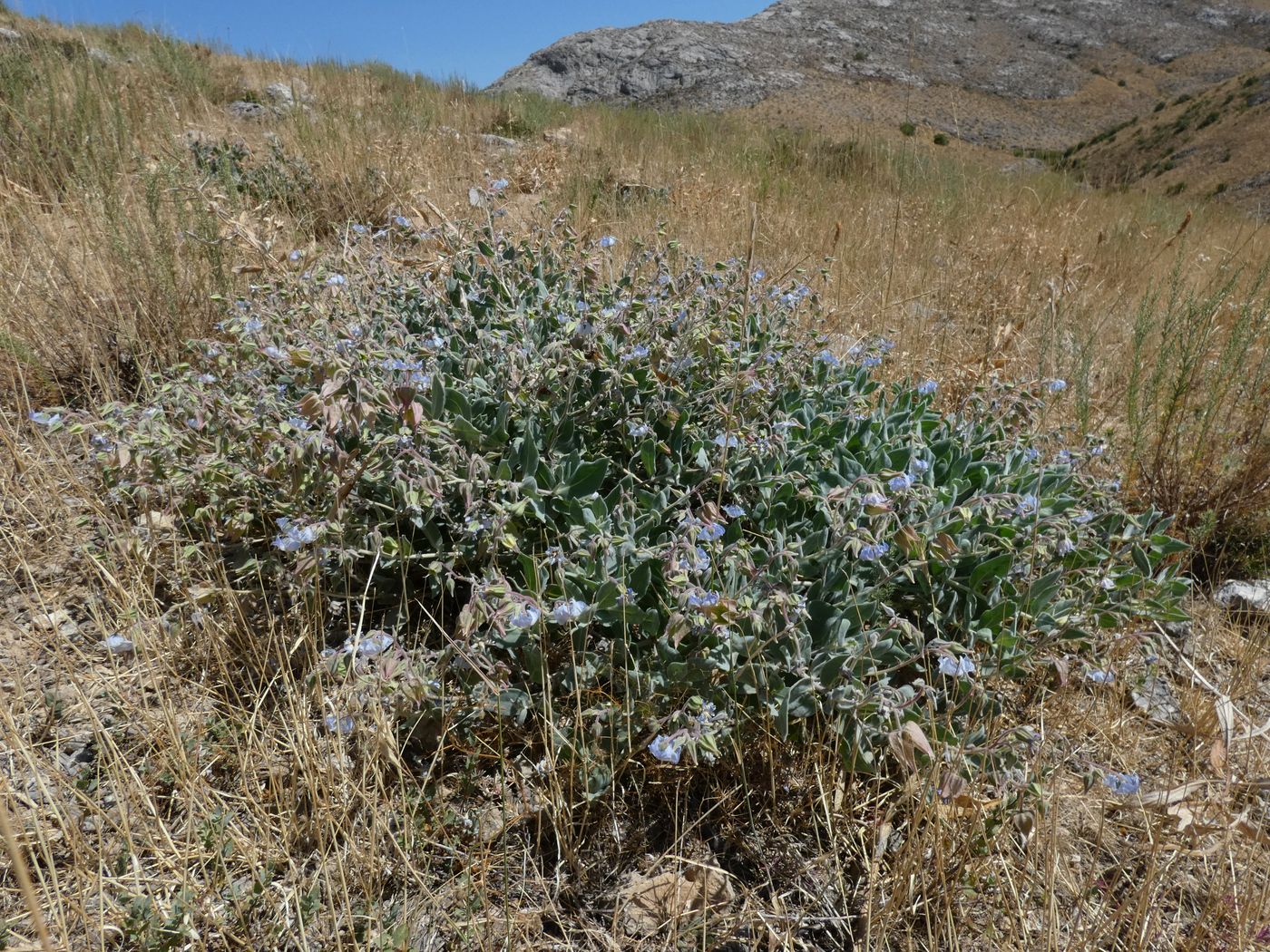 Изображение особи Trichodesma incanum.