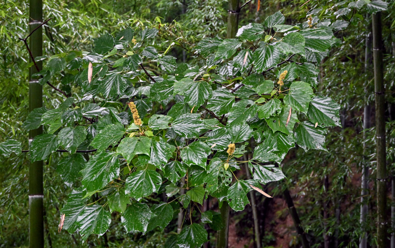 Изображение особи Mallotus nepalensis.