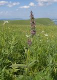 Stachys balansae