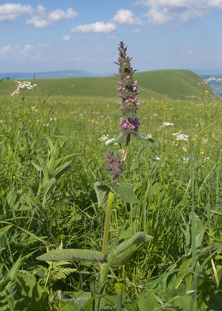 Image of Stachys balansae specimen.