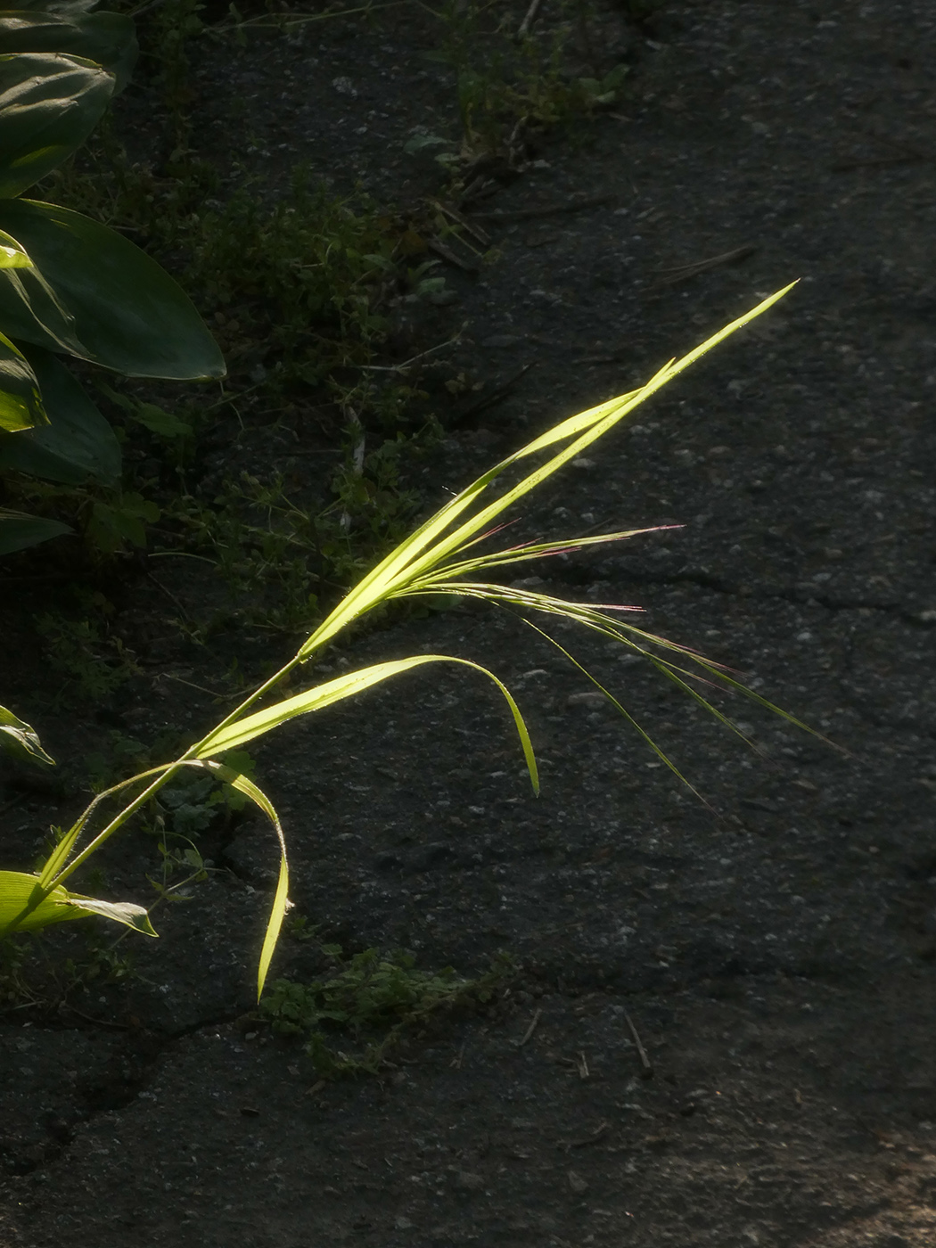 Изображение особи семейство Poaceae.