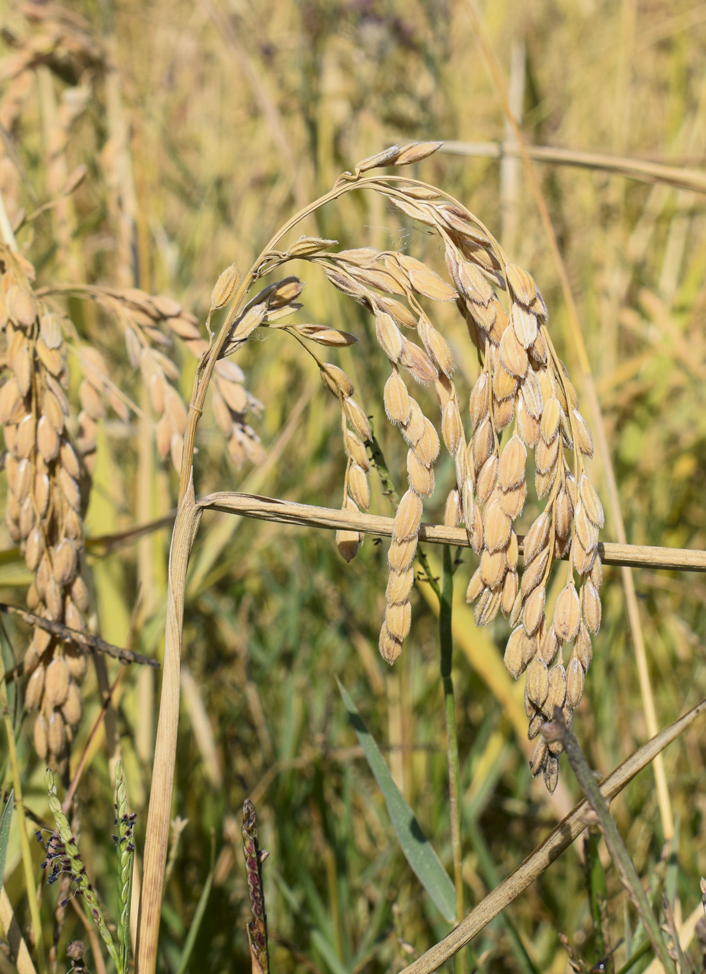 Image of Oryza sativa specimen.