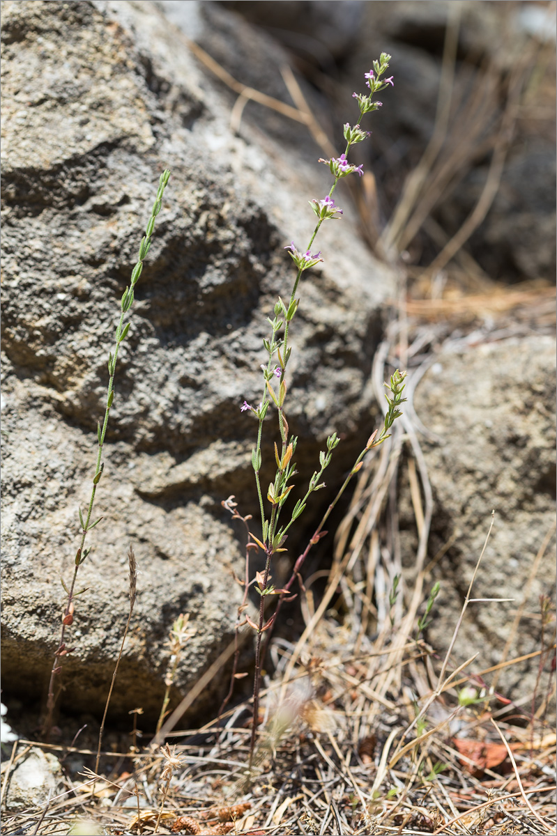 Image of Micromeria myrtifolia specimen.