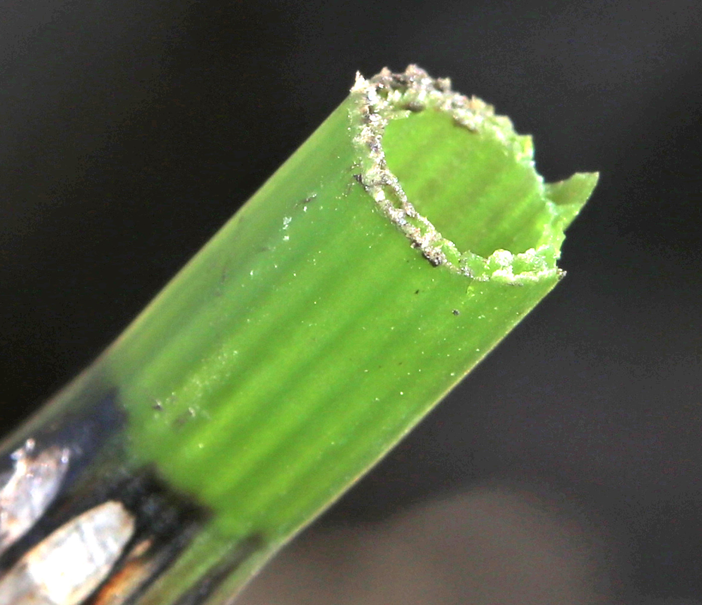 Image of Equisetum fluviatile specimen.