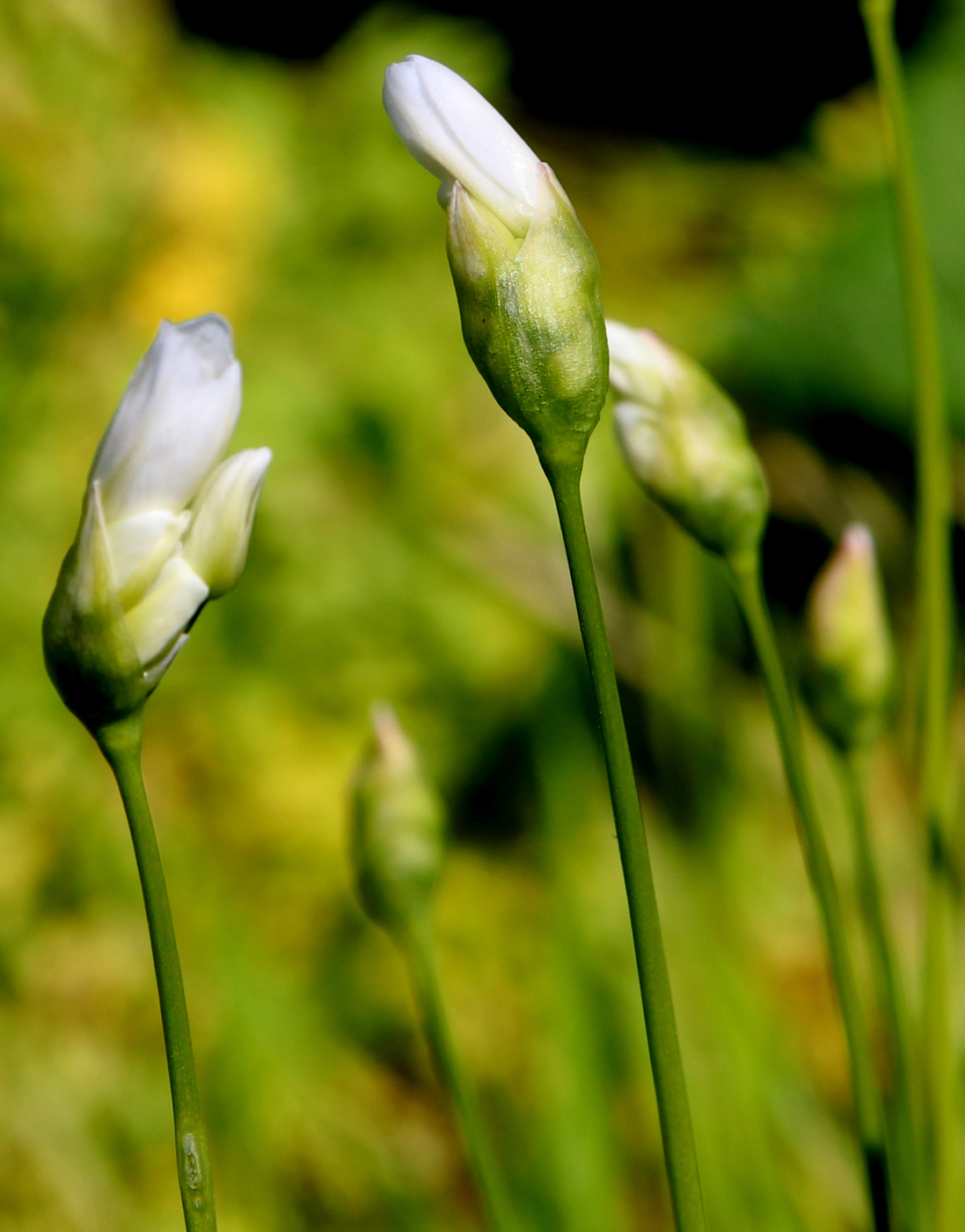 Image of Allium zebdanense specimen.