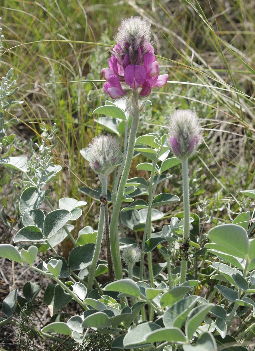 Image of Hedysarum argyrophyllum specimen.