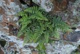 Asplenium billotii. Растения в трещине скалы. Крым, Южный Берег, гора Аюдаг, восточный склон. 02.01.2025.