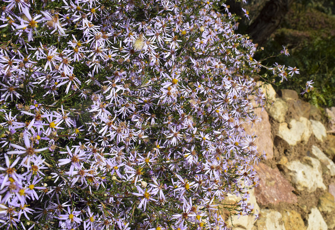 Image of genus Felicia specimen.