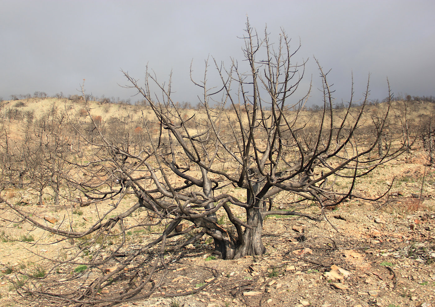 Изображение особи Juniperus excelsa.