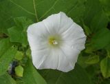 Calystegia sepium