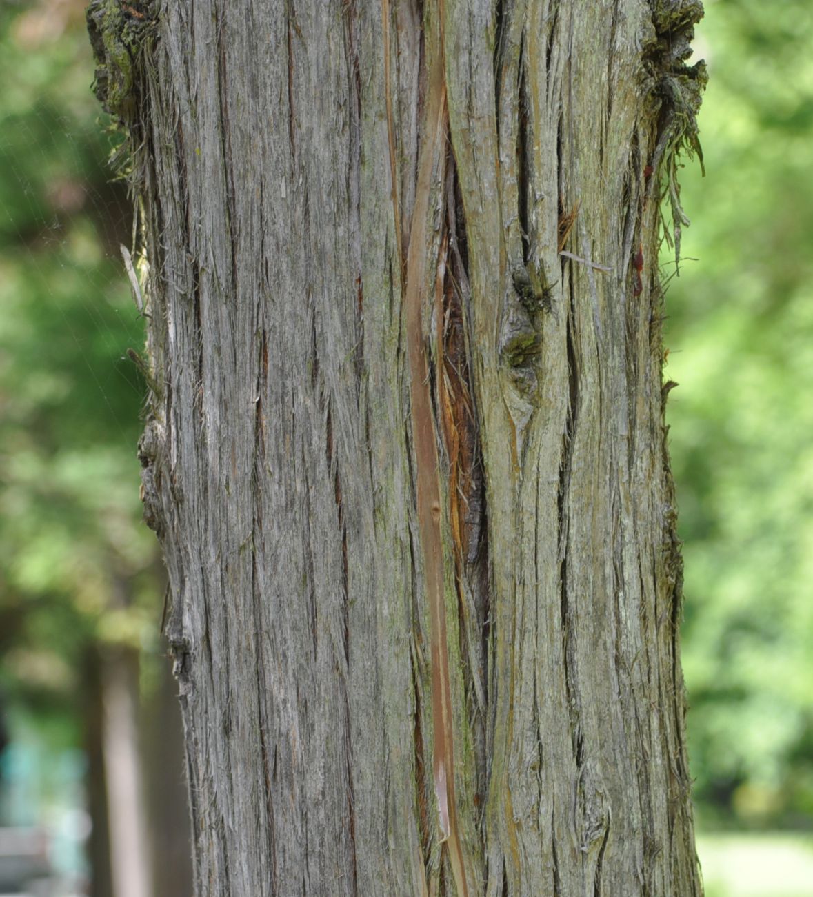 Изображение особи Cryptomeria japonica.