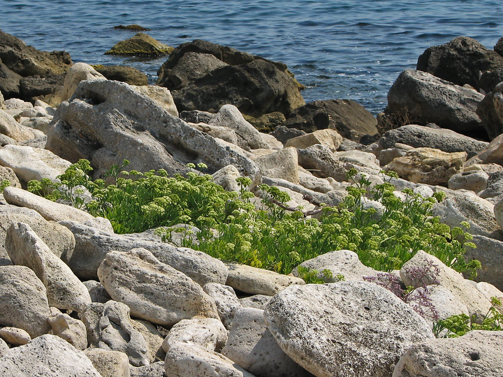 Изображение особи Crithmum maritimum.