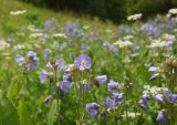 Polemonium caucasicum
