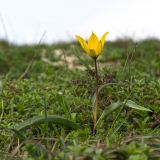 View full-size image Tulipa australis