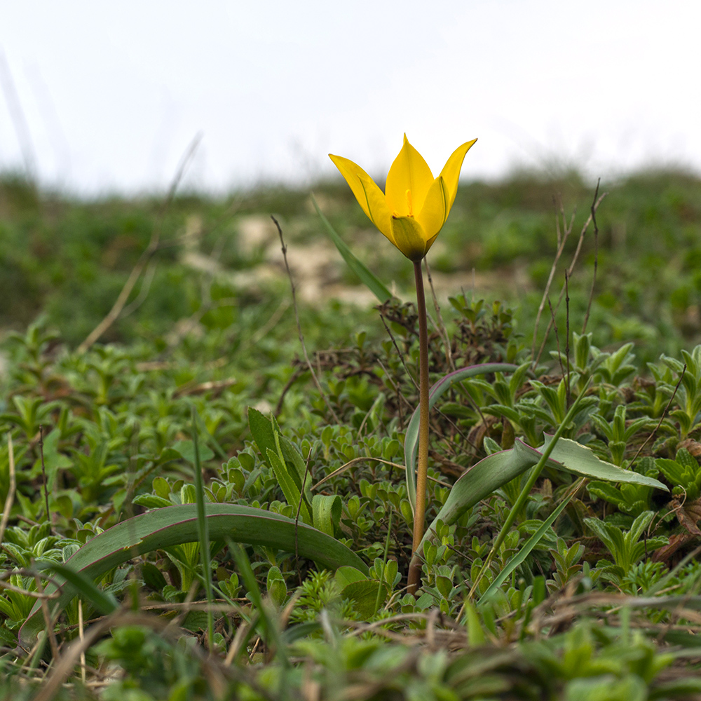 Image of Tulipa australis specimen.