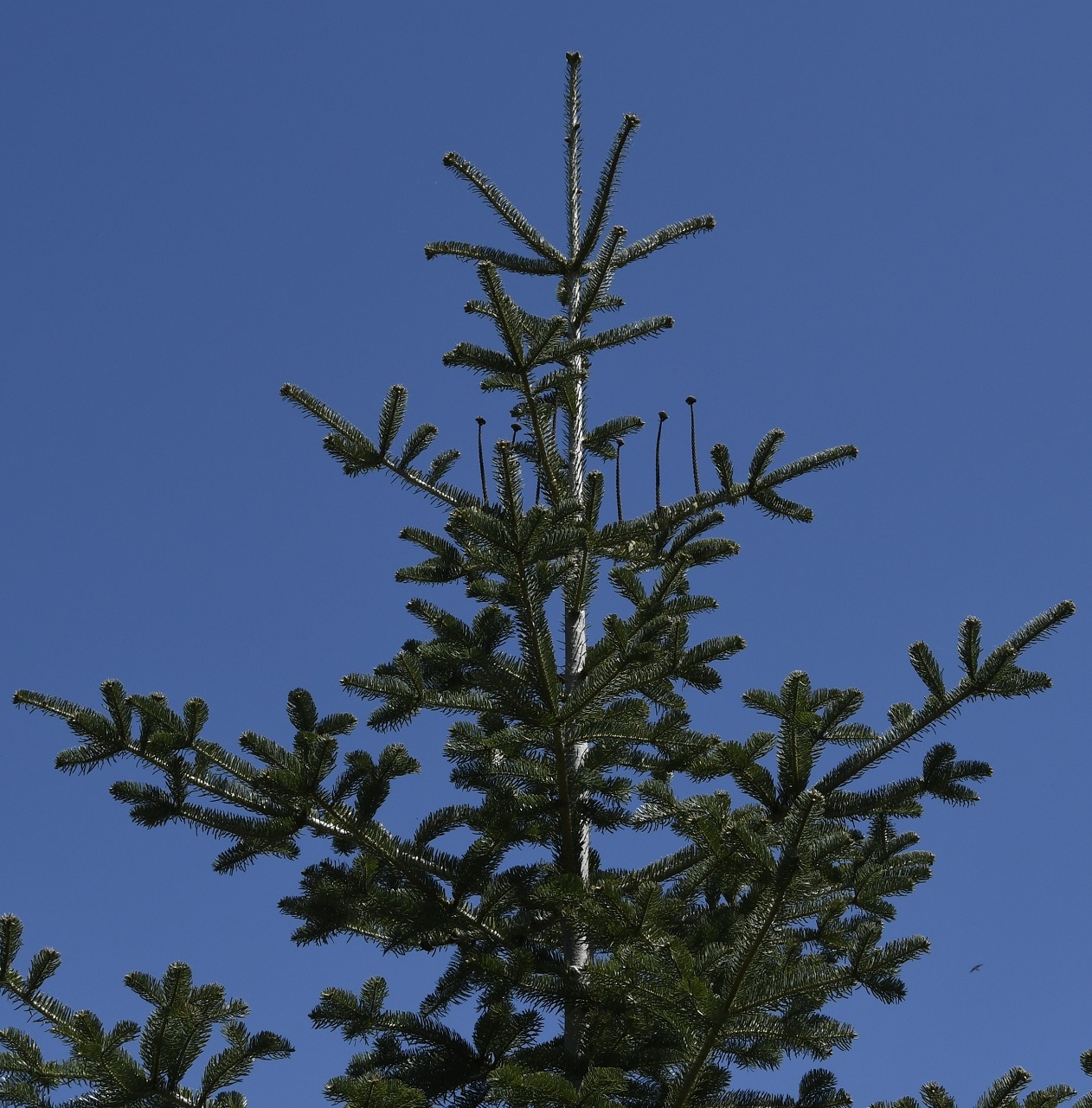 Image of Abies cilicica specimen.