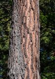 View full-size image Pinus palustris