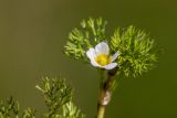 View full-size image Ranunculus trichophyllus