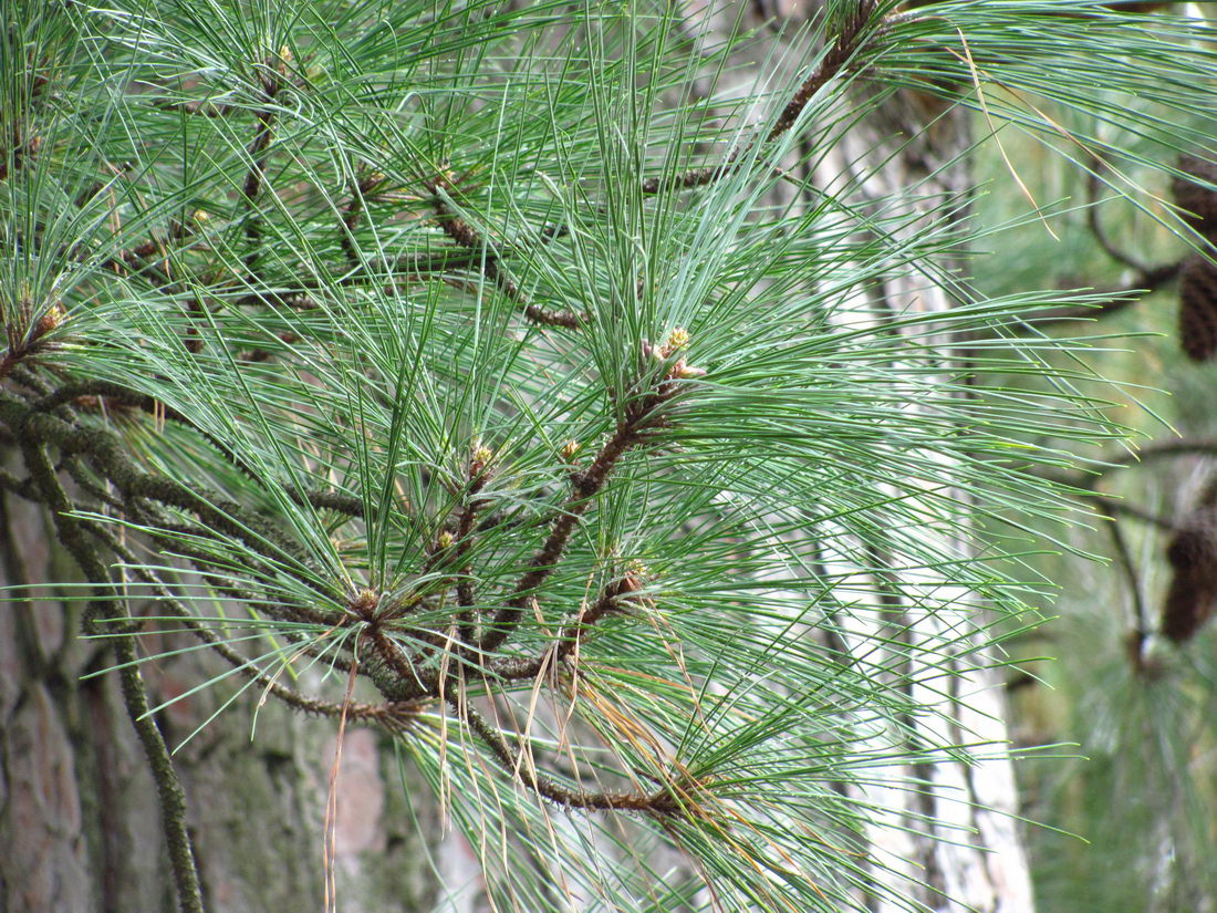 Image of genus Pinus specimen.