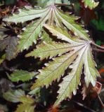 View full-size image Hibiscus acetosella