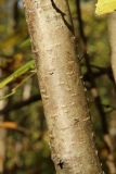 View full-size image Corylus avellana