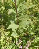 View full-size image Senecio propinquus