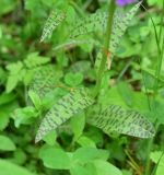 View full-size image Dactylorhiza urvilleana