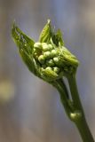 Actaea spicata