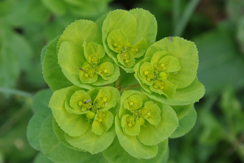 Image of Euphorbia helioscopia specimen.