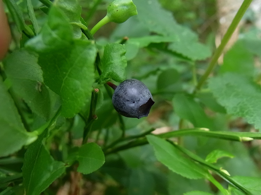 Image of Vaccinium myrtillus specimen.