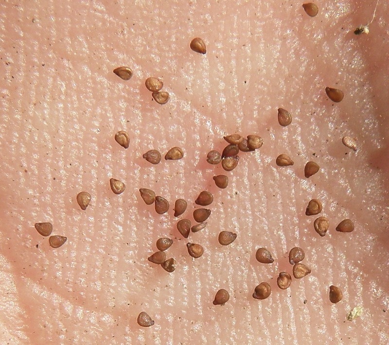 Image of Spergularia marina specimen.