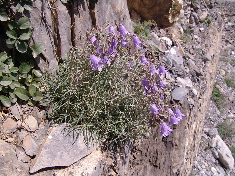 Изображение особи Campanula hypopolia.