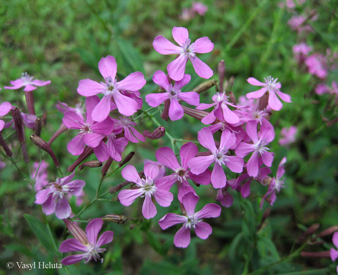 Изображение особи Silene lituanica.