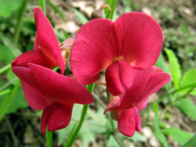 Image of Lathyrus tuberosus specimen.