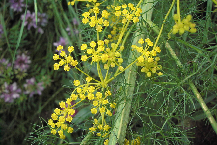 Image of Ferulago setifolia specimen.