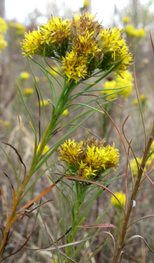 Image of Galatella linosyris specimen.