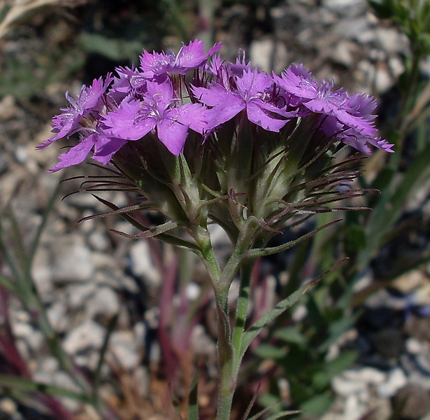 Изображение особи Dianthus pseudarmeria.