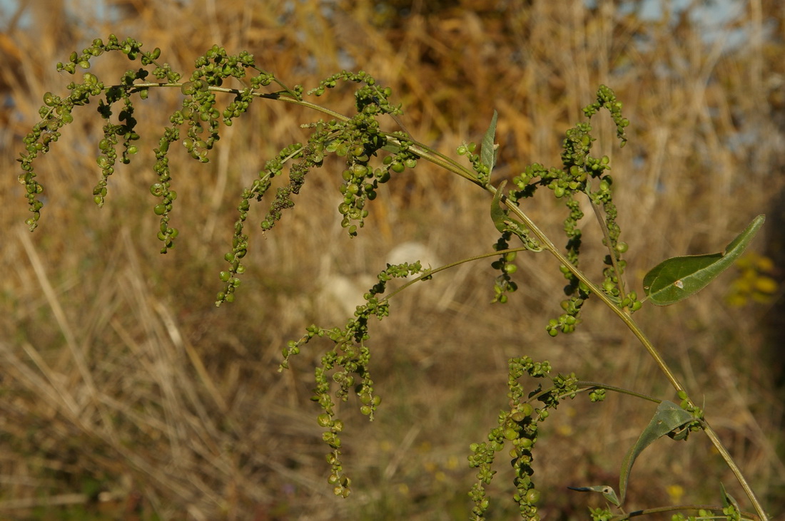 Изображение особи Atriplex micrantha.