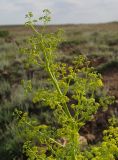 Ferula paniculata