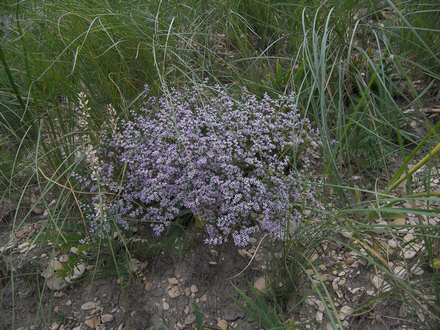 Image of Goniolimon tataricum specimen.